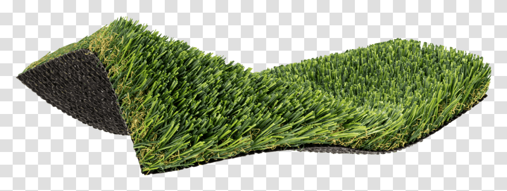 Lawn, Grass, Plant, Vegetation, Produce Transparent Png