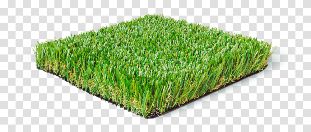 Lawn, Plant, Grass, Vegetation, Sprout Transparent Png