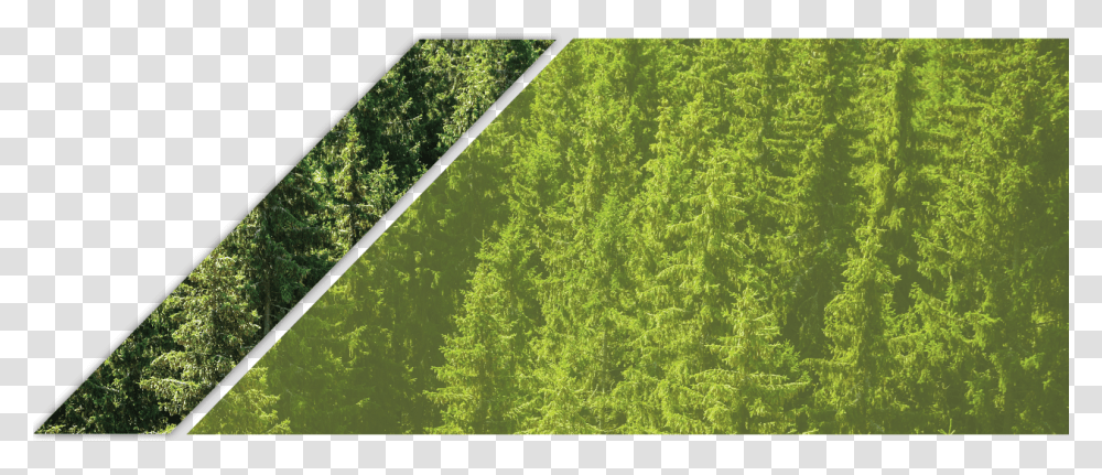 Lawn, Plant, Tree, Vegetation, Conifer Transparent Png