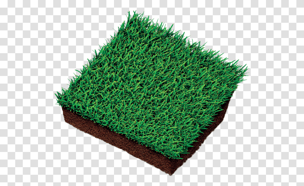Lawn, Rug, Moss, Plant, Sponge Transparent Png