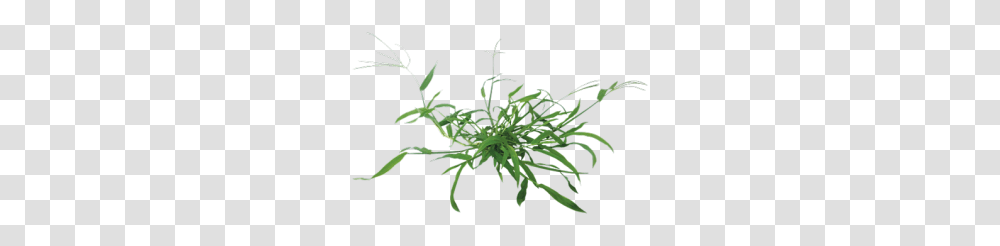 Lawn Weed Control Services Lawn Doctor, Plant, Hemp Transparent Png