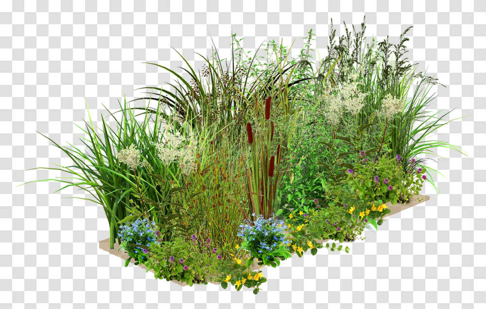 Layer One Wetland Plants, Bush, Vegetation, Grass, Outdoors Transparent Png
