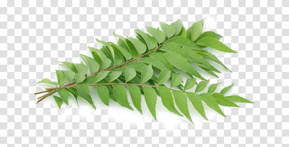Layer Smooth Sumac, Leaf, Plant, Fern, Astragalus Transparent Png