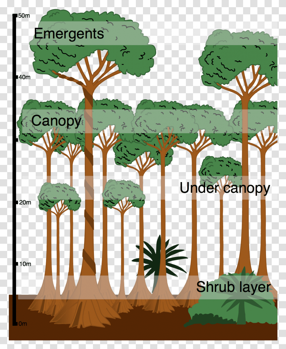 Layers Of A Rainforest Diagram, Plant, Root, Tree, Vegetation Transparent Png
