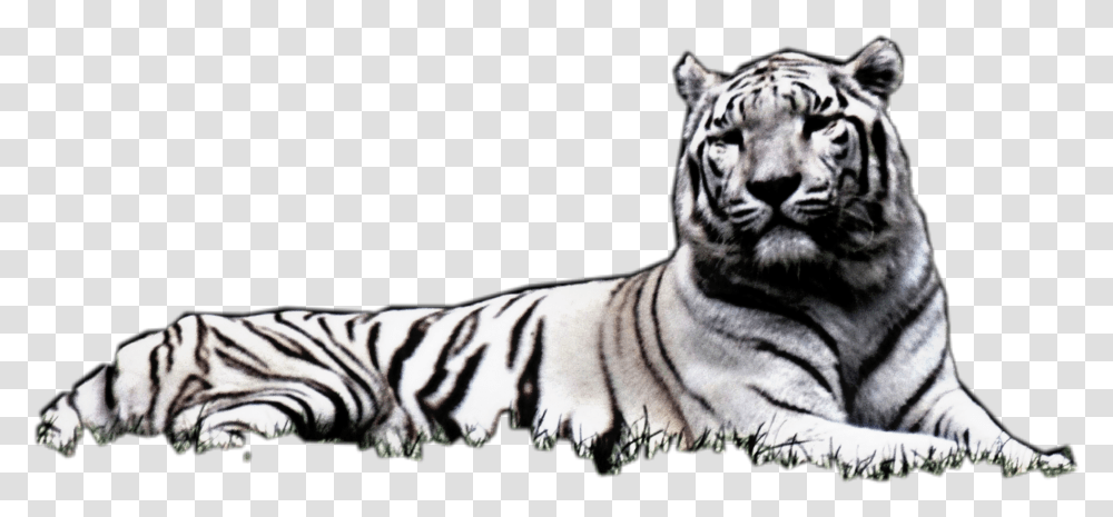 Laying Down Siberian Tiger, Wildlife, Mammal, Animal Transparent Png