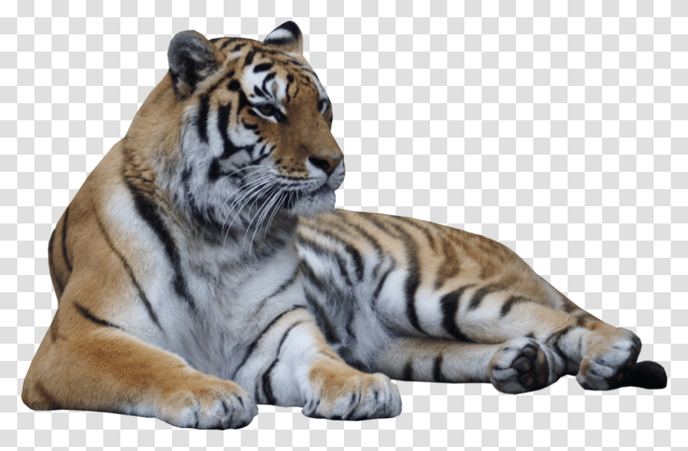 Laying Down Tiger Lying Down, Wildlife, Mammal, Animal Transparent Png