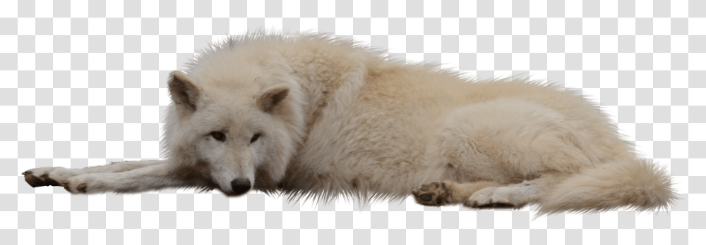 Laying Sleeping Wolf White Cut Out White Wolf, Animal, Dog, Pet, Canine Transparent Png