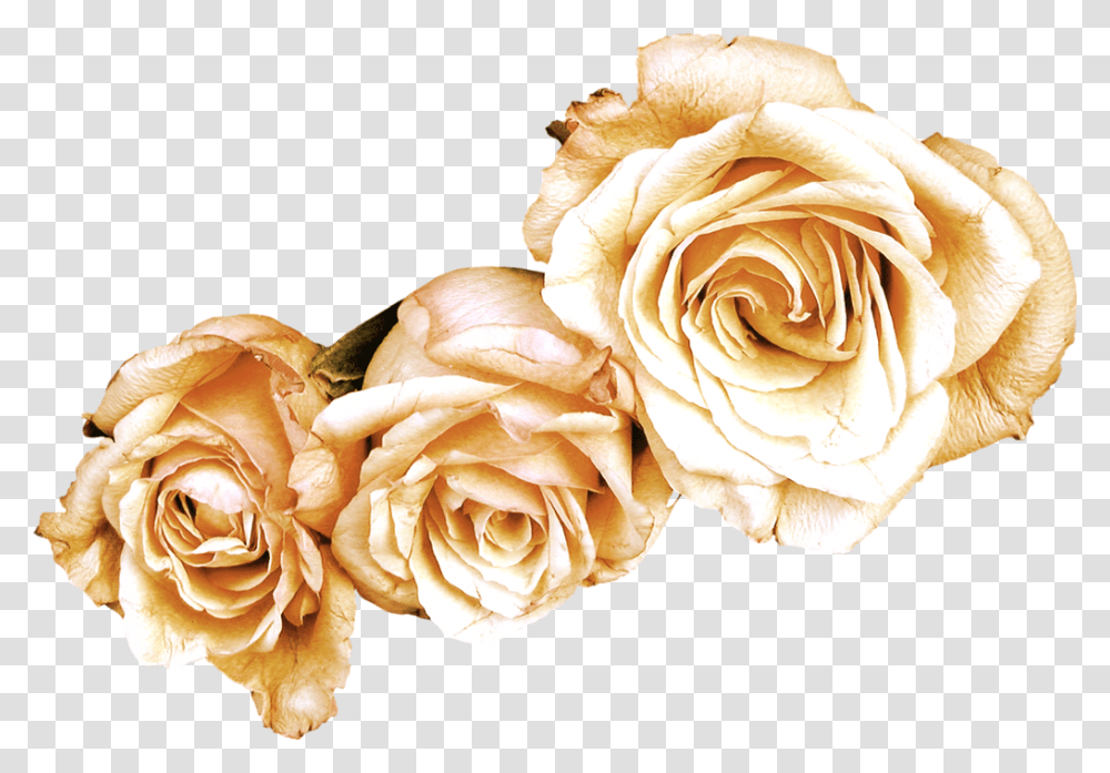 Ldval A Blban, Rose, Flower, Plant, Blossom Transparent Png
