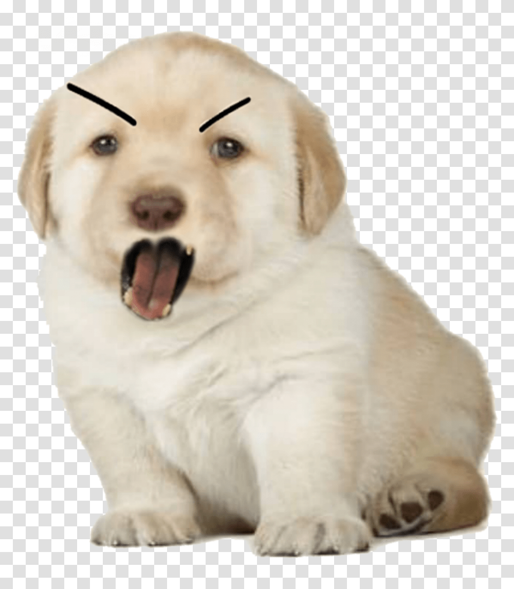 Le Angry Perro Has Arrived Dogelore Perrito Meme, Canine, Mammal, Animal, Pet Transparent Png