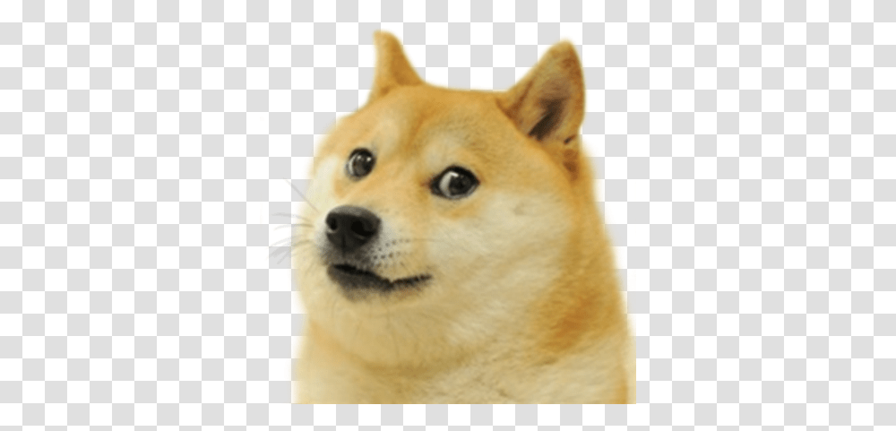 Le Doge Template Has Arrived Dogelore Dog Meme Sticker, Husky, Pet, Canine, Animal Transparent Png