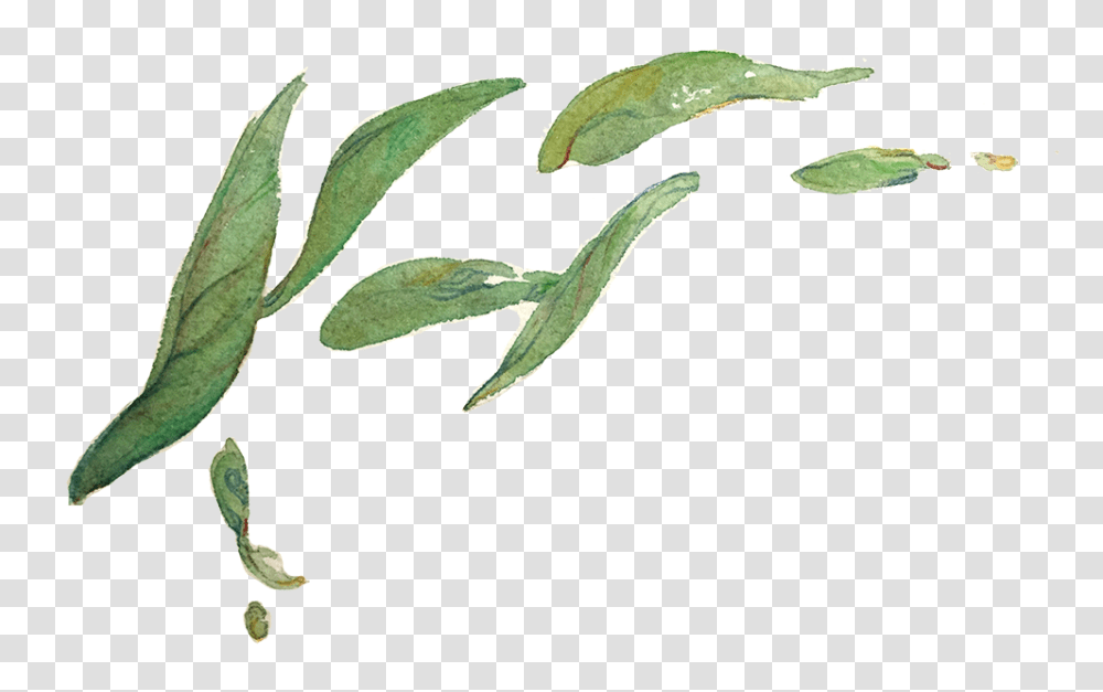 Le Tea Leaf Illustration Design, Plant, Vegetation, Tree, Food Transparent Png