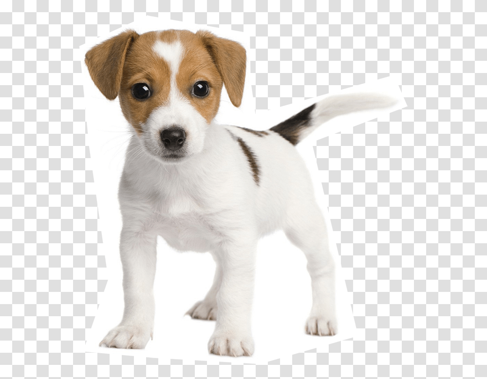 Leading Paws, Puppy, Dog, Pet, Canine Transparent Png