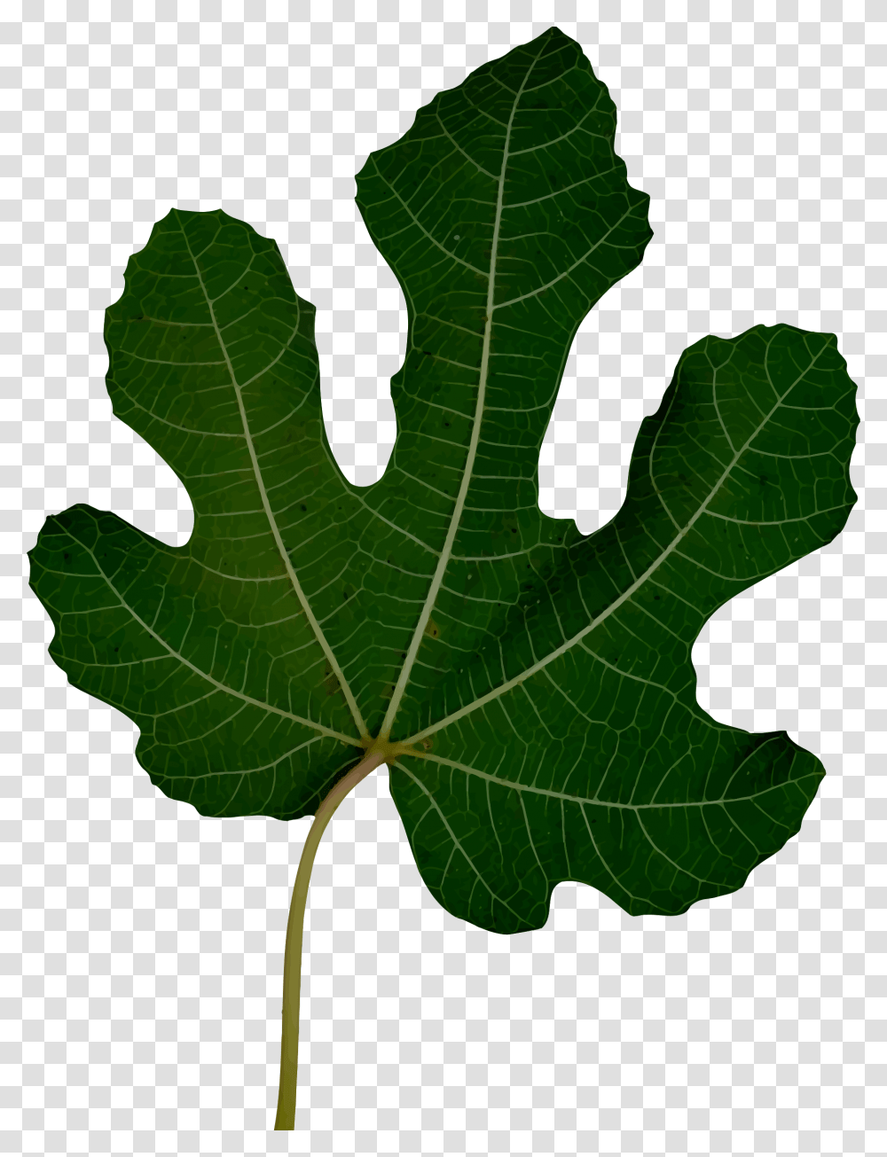 Leaf 10 Clip Arts Icon, Plant, Veins, Tree, Maple Leaf Transparent Png