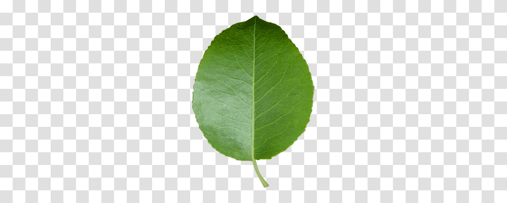 Leaf Plant, Green, Tennis Ball, Sport Transparent Png