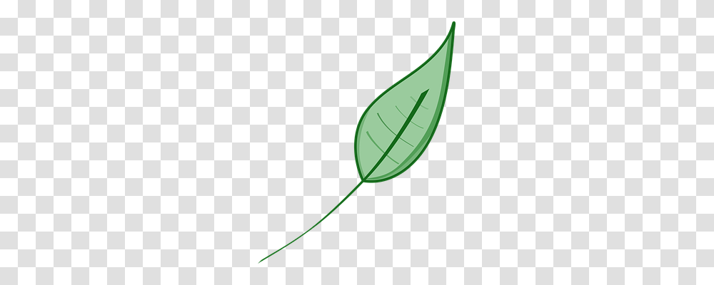 Leaf Nature, Plant, Green, Photography Transparent Png