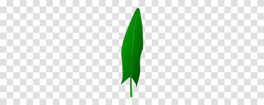 Leaf Nature, Plant, Green, Veins Transparent Png