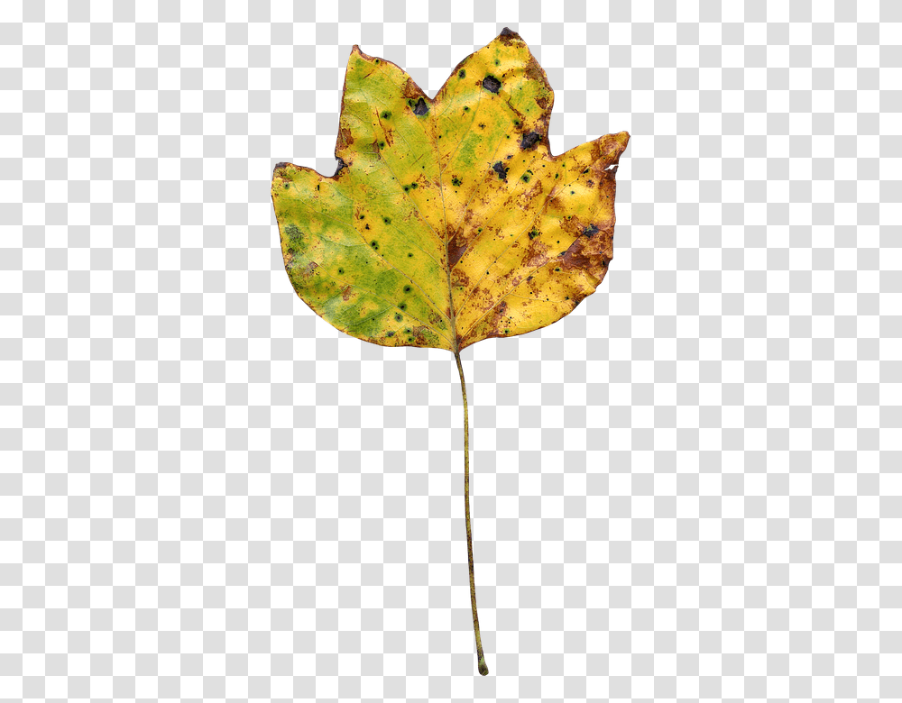 Leaf 960, Nature, Plant, Veins, Tree Transparent Png