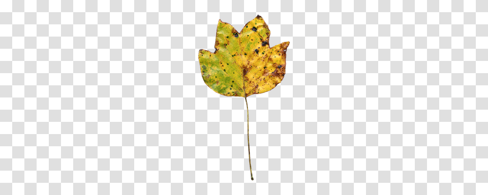 Leaf Nature, Plant, Maple Leaf, Photography Transparent Png