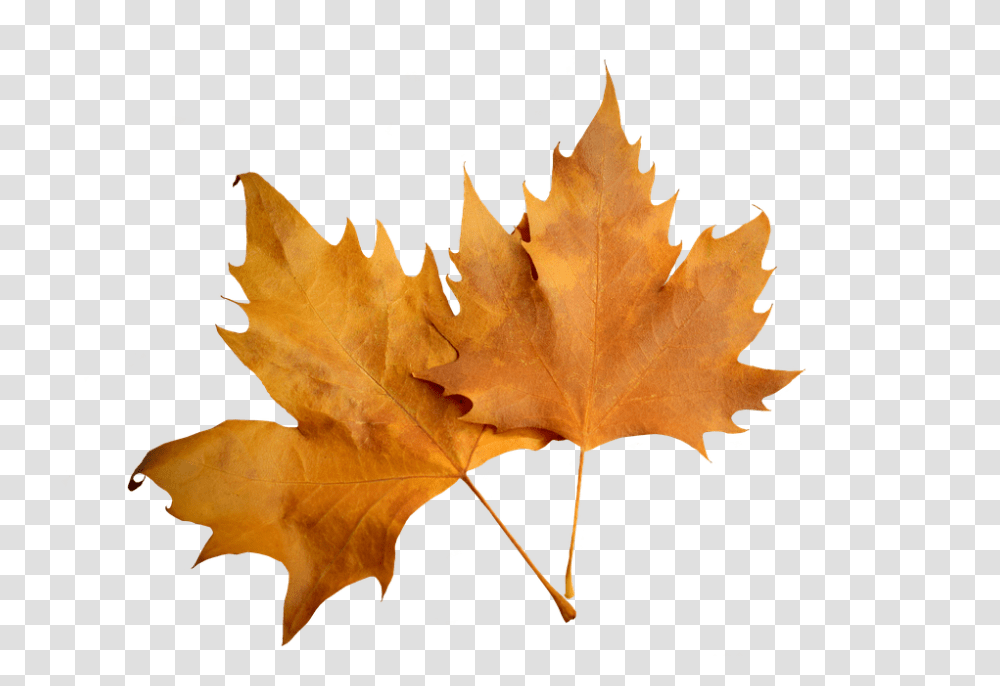 Leaf 960, Nature, Plant, Tree, Maple Leaf Transparent Png