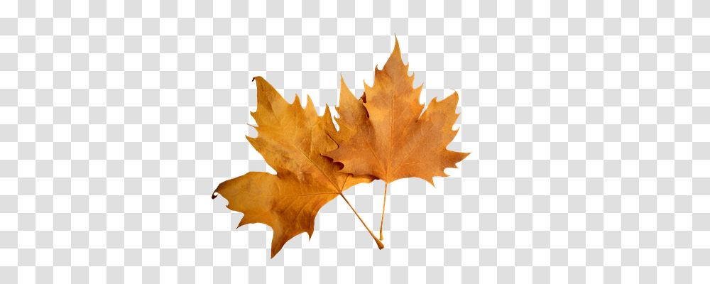 Leaf Nature, Plant, Tree, Maple Transparent Png