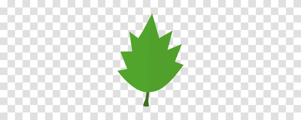 Leaf Nature, Plant, Maple Leaf, Tree Transparent Png