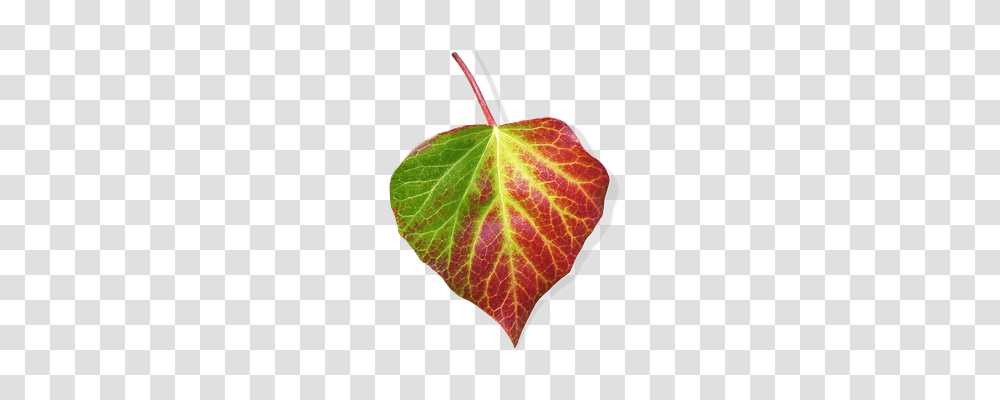 Leaf Plant, Veins, Tennis Ball, Sport Transparent Png