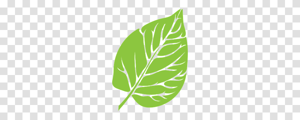 Leaf Nature, Plant, Green, Veins Transparent Png