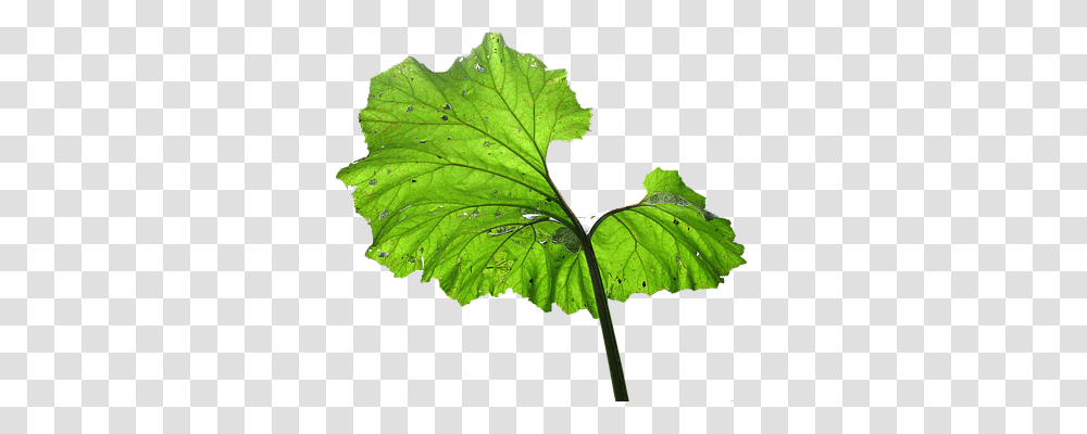 Leaf Nature, Plant, Green, Veins Transparent Png