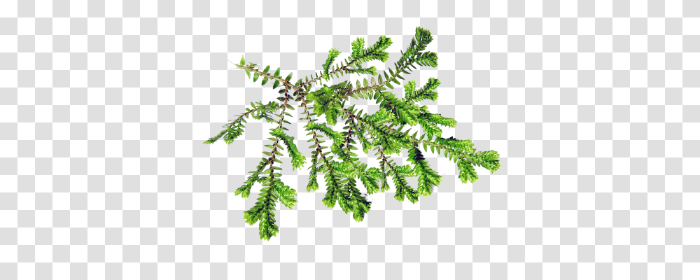 Leaf Nature, Plant, Fern, Conifer Transparent Png