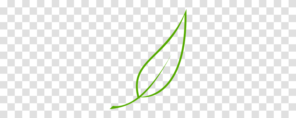 Leaf Nature, Plant, Green, Tree Transparent Png