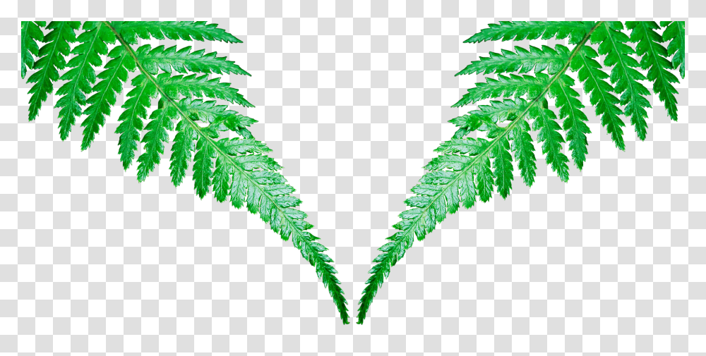 Leaf Nature, Plant, Fern Transparent Png