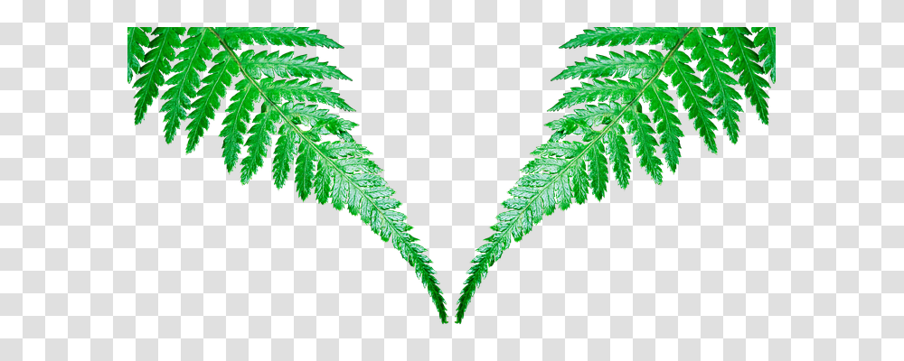 Leaf Nature, Plant, Fern Transparent Png