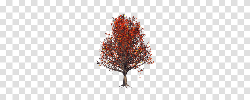 Leaf Nature, Tree, Plant, Maple Transparent Png