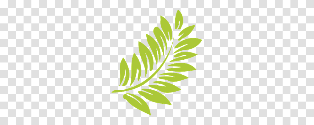 Leaf Nature, Plant, Fern, Green Transparent Png