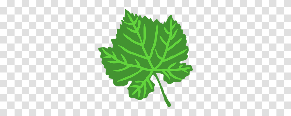 Leaf Nature, Plant, Tree, Veins Transparent Png