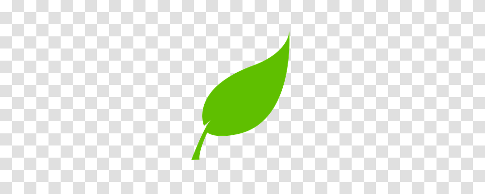 Leaf Nature, Plant, Green, Vegetable Transparent Png