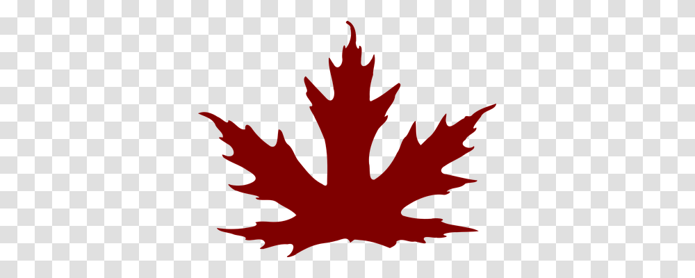 Leaf Nature, Plant, Tree, Maple Transparent Png