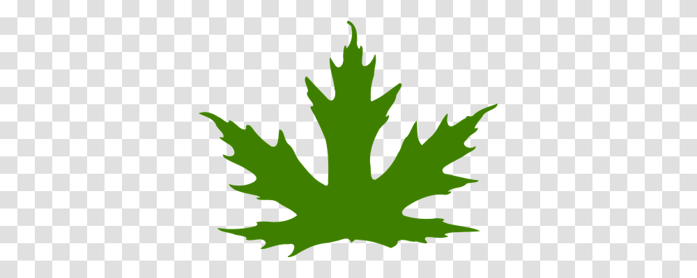 Leaf Nature, Plant, Tree, Maple Transparent Png