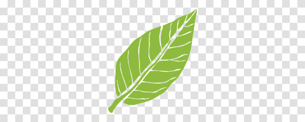 Leaf Nature, Plant, Green, Veins Transparent Png