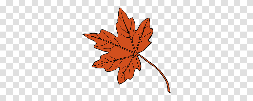 Leaf Nature, Plant, Maple Leaf, Tree Transparent Png