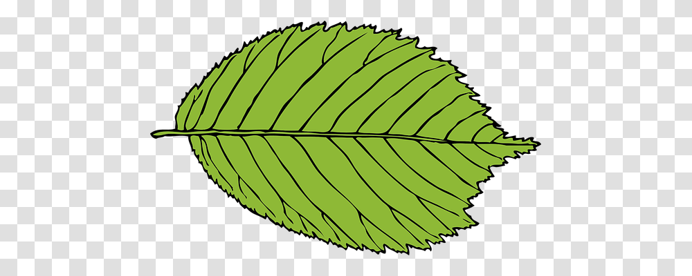 Leaf Nature, Plant, Green, Veins Transparent Png