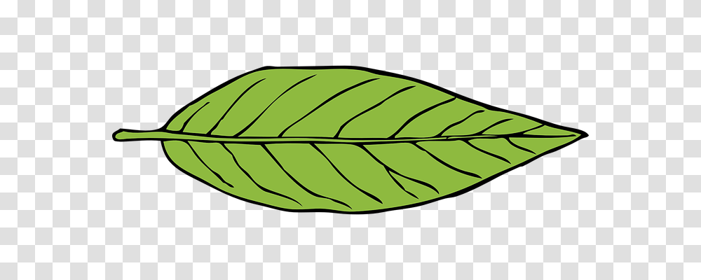 Leaf Nature, Plant, Green, Insect Transparent Png