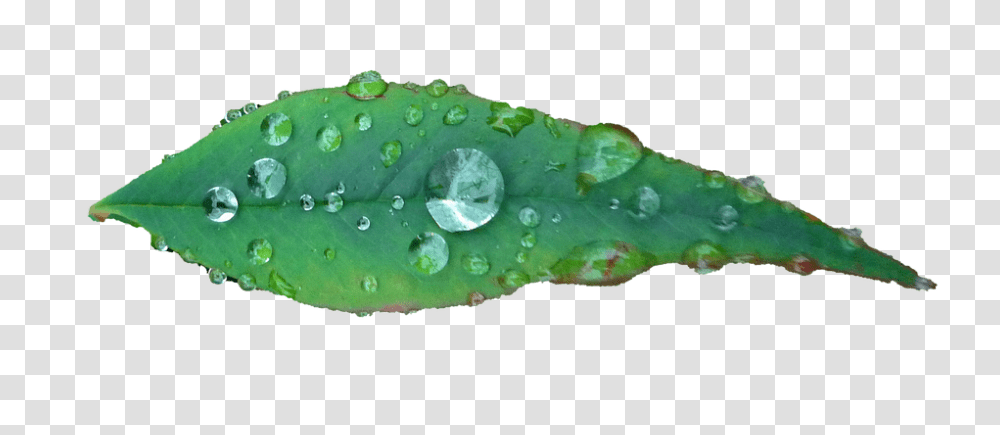 Leaf 960, Nature, Plant, Droplet Transparent Png