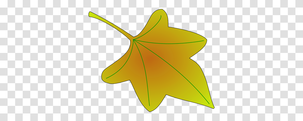 Leaf Nature, Plant, Tree, Maple Leaf Transparent Png