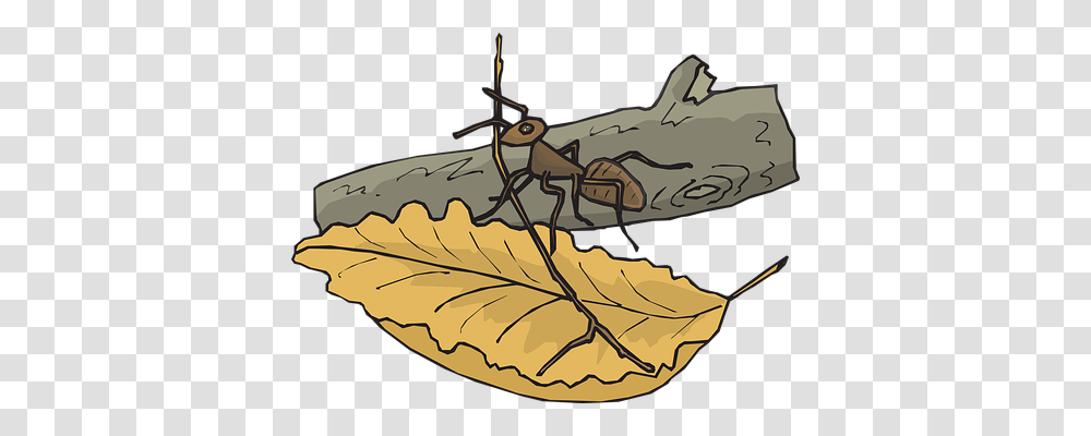 Leaf Animals, Grasshopper, Insect, Invertebrate Transparent Png