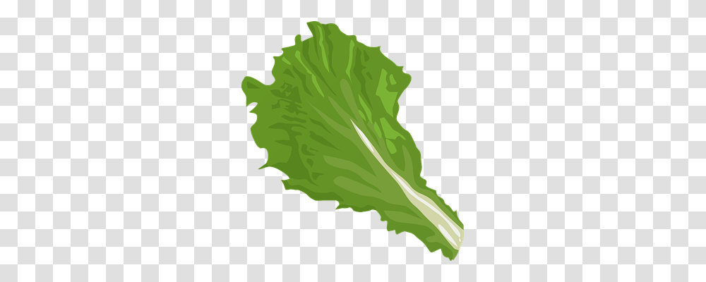 Leaf Nature, Plant, Lettuce, Vegetable Transparent Png