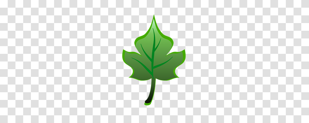 Leaf Nature, Plant, Tree, Flower Transparent Png