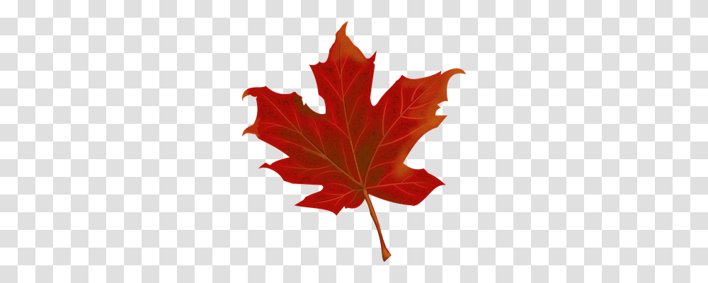 Leaf Nature, Plant, Tree, Maple Transparent Png