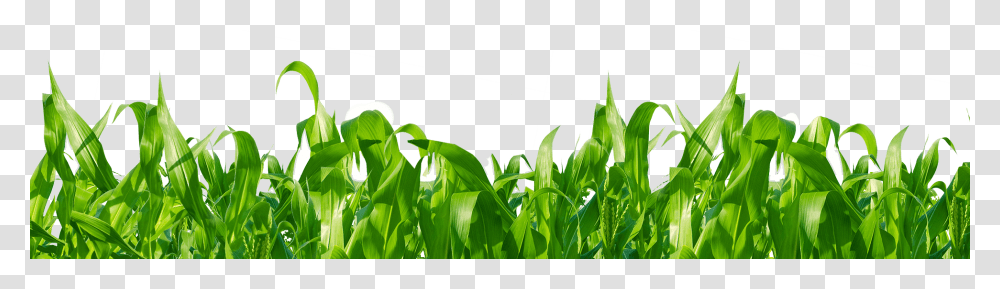 Leaf And Flower, Plant, Corn, Vegetable, Food Transparent Png