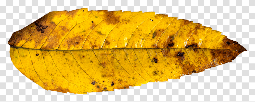 Leaf Autumn Fall Autumn Leaf Yellow Gold Colorful Fall Leaf Yellow, Banana, Fruit, Plant, Food Transparent Png